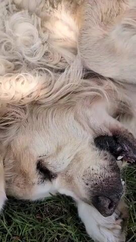 A close-up video of a dog lying on its back in the grass. The dog is a light-colored breed, possibly a golden retriever or similar. Its eyes are closed, and its mouth is slightly open, revealing its teeth. The dog's fur is long and wavy. The background is green grass. The lighting suggests it is daytime.