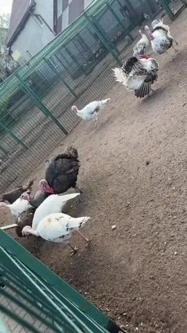 The video shows a group of turkeys in an outdoor enclosure. The enclosure has a dirt floor and is surrounded by a green metal fence. In the background, there is a building with a metal roof. Several turkeys are visible, some are white, and others are dark-colored with white and black markings. Some of the turkeys are standing, while others are walking or pecking at the ground. One turkey in the foreground is dark-colored and appears to be interacting with a white turkey. The video is shot from a slightly elevated angle, looking down into the enclosure. The lighting suggests it is daytime.
