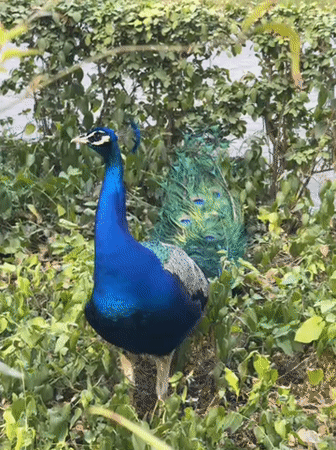 Madrid witnesses report peacocks, rollerblader, architecture in afternoon sightings