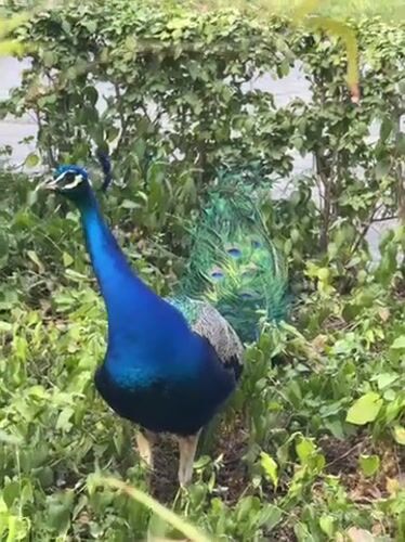 Madrid witnesses report peacocks, rollerblader, architecture in afternoon sightings
