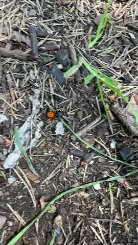 The video shows a close-up of a small, orange and black spider on the ground amidst dry leaves, twigs, and some green grass. The spider has a distinctive pattern of black spots on its orange abdomen. The camera moves slightly, providing a clear view of the spider and its surroundings.