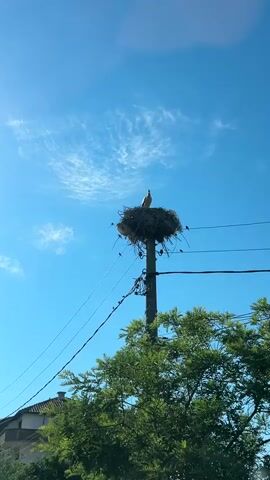 A low-angle shot looks up at a stork sitting in its nest on top of a utility pole. The nest is made of twigs and sticks and is surrounded by many smaller birds. The stork is light-colored with black wingtips, and it is looking to the right. The sky is a bright blue with wispy white clouds. There are power lines running horizontally across the frame, and a green tree with a tiled roof peeking out from behind it at the bottom of the frame. The video is a still image.