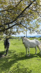 Horses graze in Bulgarian meadow on bright spring day