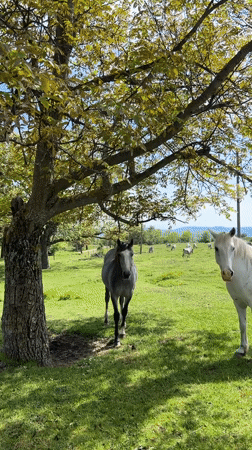 Horses graze in Bulgarian meadow on bright spring day
