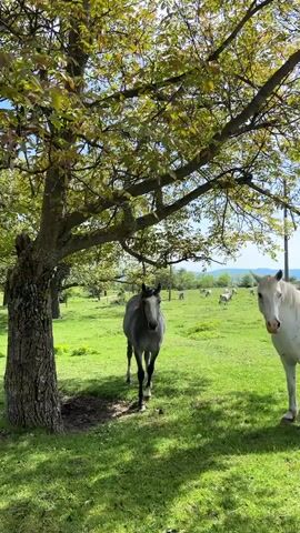 The video shows a scenic view of a green meadow on a bright day. In the foreground, there is a cluster of trees with lush green leaves casting shadows on the ground. Two horses, one gray and one white, stand near the tree. The camera pans to the right, revealing more white horses grazing in the distance. The background shows rolling hills and mountains under a clear blue sky. There are also electric poles in the distance.