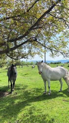 Horses graze in Bulgarian meadow on bright spring day