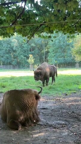 A video shows two bison. One bison is lying down in the foreground, and another bison is standing in the middle ground, facing away from the camera. The background is a wooded area with green trees and a fence in the distance. Sunlight filters through leaves from above, casting shadows on the animals and the ground.