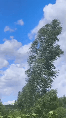 Tree sways in wind under cloudy sky in Belarus