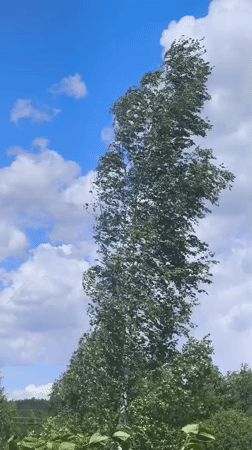Tree sways in wind under cloudy sky in Belarus