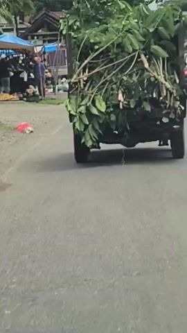 A dark-colored pickup truck is driving on a paved road, carrying a large load of green branches and leaves in its bed. The truck is in the middle lane, and other vehicles are visible on the road ahead and behind it. The scene appears to be in a town or city, with buildings and trees lining the road. The sky is cloudy. On the left side of the road, there are stalls with people and what appear to be produce. The overall impression is of a rural or semi-urban environment, with daily life activities taking place.
