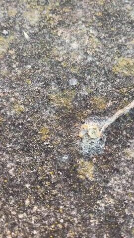 The video begins with a close-up, out-of-focus shot of a rough, textured surface, possibly stone or concrete, with patches of green and yellow moss. A thin, light-colored thread or strand is visible, attached to the surface. As the video progresses, the camera slowly pans upwards and backward, revealing a wider view. The background gradually comes into focus, showing a body of water filled with numerous swans and ducks swimming. On the far bank of the water, a large building with a light-colored facade and a darker roof is visible. Trees line the bank behind the building. The sky above displays a sunset with the sun low on the horizon, casting a bright, golden reflection on the water. The sky is a gradient of orange, yellow, and blue, with some scattered clouds. The overall scene depicts a peaceful waterscape at sunset with wildlife and a building on the shore.