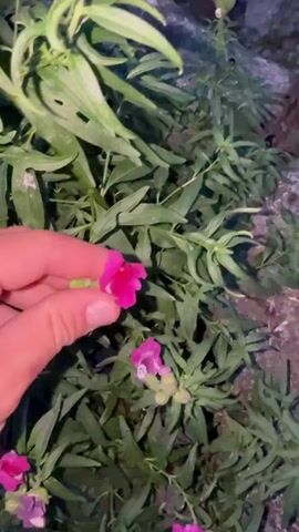 A hand is shown holding a small pink flower with a yellow interior, with lush green foliage and other pink and purple flowers visible in the background. The scene appears to be outdoors, possibly a garden or natural setting. The lighting suggests it may be evening or nighttime.