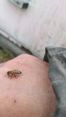 A bee is resting on a person's hand, which is resting on a surface. The background is out of focus, but it appears to be an outdoor setting with some sort of structure and greenery. The lighting is natural and appears to be daylight. The bee is facing left and appears to be calm.