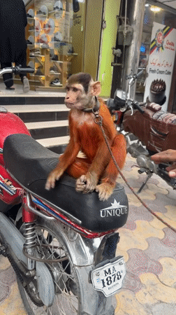 Street performers with trained monkeys entertain in Quetta