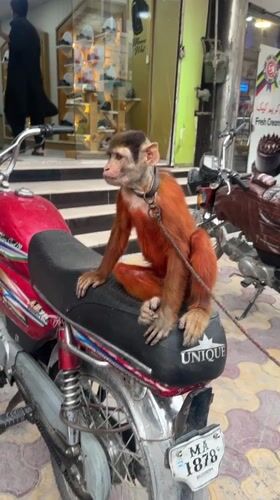 Street performers with trained monkeys entertain in Quetta