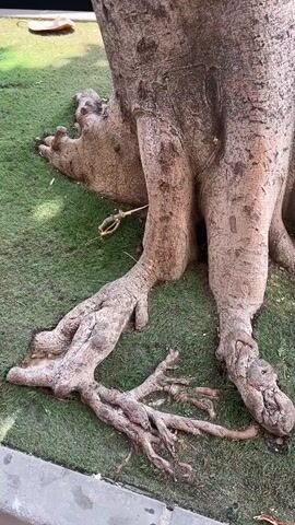 This is a close-up video of the base of a large tree with exposed roots. The roots are thick and gnarled, spreading out across the green grass. In the background, there is a sidewalk or curb and a portion of a vehicle. The camera pans up the trunk of the tree, showing its rough bark and two main branches splitting off from the trunk. There are some green leaves visible on the branches. The lighting suggests it is daytime.