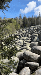 Person reads Bulgarian book on rocks in forest setting