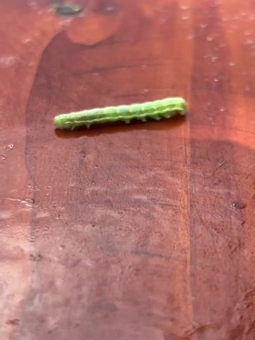 The video shows a small, green caterpillar on a red, slightly reflective surface. The caterpillar is elongated and segmented, with visible legs along its body. There are a few small debris specks near the caterpillar. The surface has wood-like grain patterns.