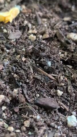 The video captures a close-up view of dark soil with visible organic matter and small pebbles. A tiny, light-colored insect, possibly a spider, is stationary on the soil's surface. The insect is the focal point of the video.