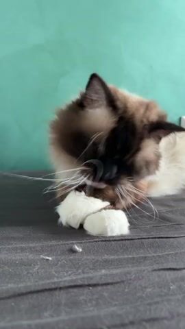 A light-colored cat with dark brown points on its face, ears, and paws is shown grooming itself in a close-up shot. The cat, possibly a Birman or Ragdoll, is lying on a dark grey fabric surface, which appears to be a sofa or cushion. Its fur is long and fluffy, and its whiskers are prominent and white.

The cat is actively licking its front left paw with its pink tongue, then repeatedly uses the licked paw to rub its face and mouth. This is a typical cat grooming behavior. Several small tufts of loose, light-colored cat fur are visible on the grey fabric surface near the cat, indicating recent shedding or previous grooming activity.

In the background, a light teal or mint green wall is visible, providing a soft contrast to the cat's coloring. A white object, possibly a part of a radiator or furniture, can be seen on the right side of the frame against the green wall. The lighting is bright, suggesting it is daytime. The cat appears calm and focused on its self-cleaning routine.