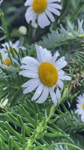 This is a close-up, vertical-orientation video of a single white daisy with a yellow center, covered in water droplets. The daisy is nestled amongst vibrant green, needle-like foliage, possibly from a pine or fir tree. In the background, other daisies and foliage are softly blurred, suggesting a garden or natural setting. The water droplets on the petals and the surrounding leaves indicate that it has recently rained or that the plants have been watered. The lighting suggests it is daytime, likely overcast or shaded due to the soft light and lack of harsh shadows. The overall mood is serene and fresh, highlighting the beauty of nature after a shower. There is no visible text in the video.