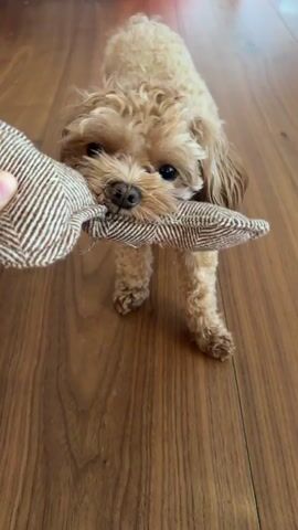 A small, fluffy, light brown toy poodle is playing with a fabric toy. The toy is light brown with a subtle striped pattern. The dog is holding the toy in its mouth. A human hand is also visible, holding onto the toy, as if playing tug-of-war with the dog. The scene takes place indoors on a wooden floor. The lighting suggests it is daytime. The dog's expression is playful and engaged. There is no visible text in the media file.