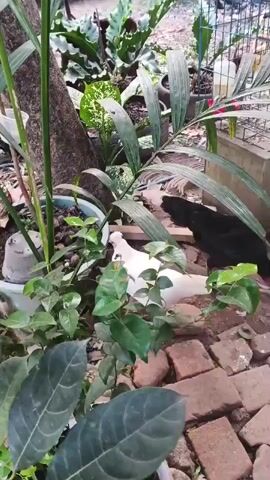 The video captures a brief moment outdoors, likely in a garden or yard. Two chickens are visible: a white chicken in the foreground and a black chicken in the background. The white chicken is partially obscured by lush green foliage. The black chicken is further back, near a white container and a metal fence or cage. The ground is covered with reddish-brown bricks and dirt. Several plants, including large-leafed ones and palm fronds, are scattered throughout the scene. The overall impression is a somewhat overgrown, natural setting.