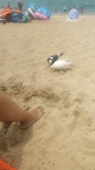Cloudy morning at Nha Trang beach, pigeons and people