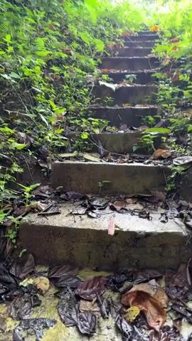 The video shows a low-angle shot of weathered concrete steps leading uphill through lush greenery. The steps are uneven and covered with fallen leaves, dirt, and small plants. Dense vegetation, including ferns and various leafy plants, flanks both sides of the steps, encroaching onto the path. Sunlight filters through the canopy of trees above, creating dappled light patterns on the steps and surrounding foliage. The overall impression is of a natural, overgrown pathway.