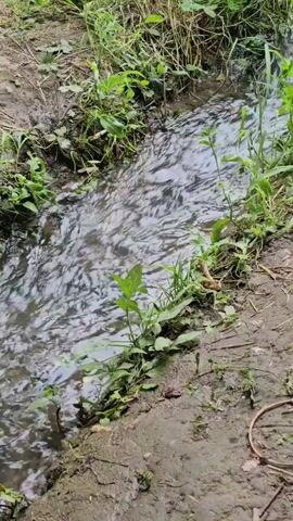A close-up, overhead shot shows a small stream of water flowing over muddy ground and surrounded by green foliage. The water appears murky and is moving at a moderate pace. The stream is bordered by dirt and grass on both sides. The lighting suggests it is daytime.