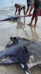 Two men carry manta ray on pole at Indonesian beach