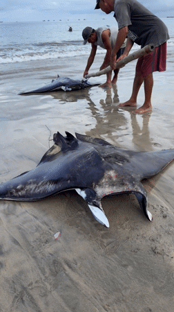 Two men carry manta ray on pole at Indonesian beach