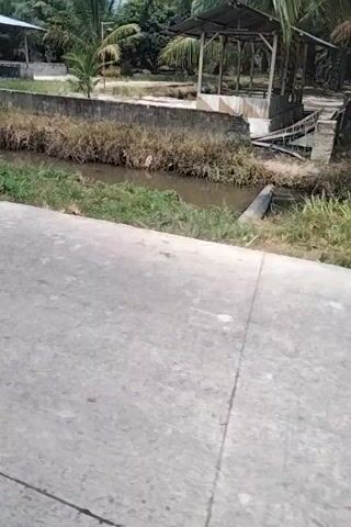 A video taken from a moving vehicle shows a side view of a rural area. On the left are palm trees and some sort of structure. On the right is a paved surface. The video is shaky and the camera is tilted.