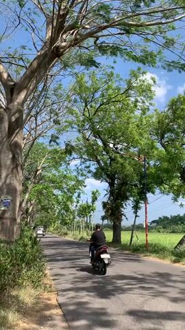 A paved road lined with large trees stretches into the distance under a bright blue sky with scattered clouds. The sun casts dappled shadows on the road. On the left side of the road, a motorcycle with a single rider wearing a black shirt and dark pants travels away from the camera. The rider is partially obscured by the trees. The trees have dense green foliage. On the right side of the road, a field of green crops is visible. A utility pole with red and blue bands stands along the right side of the road. The overall environment appears to be rural and scenic.