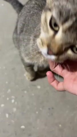 A close-up video shows a person's hand gently petting a tabby cat. The cat is looking down and appears to be enjoying the petting. The background is a blurry grey surface, possibly concrete. The video is short and focuses on the interaction between the person and the cat.