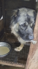 Large dog observed in cage displaying subdued behavior
