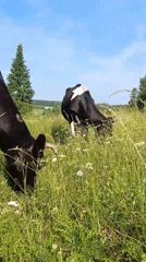 Cows grazing and wildflowers blooming in a Russian field