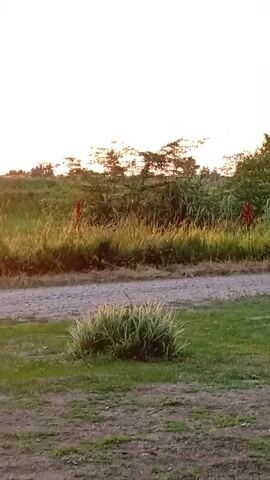 The video shows an orange truck driving on a dirt road. The sun is setting, casting a warm glow on the scene. Trees and grass are visible on either side of the road. The truck kicks up dust as it drives away.