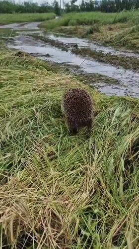 Hedgehog spotted foraging near water in Kursavka, Russia