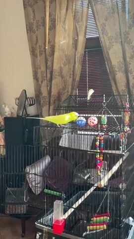 The video shows a large birdcage with multiple levels, housing two budgies. One budgie, predominantly yellow, is perched on a horizontal bar inside the cage. It is facing to the left and appears to be interacting with two round toys hanging from the cage. The other budgie, predominantly white, is perched at the top of the cage, near the right side. The cage is filled with various toys, including colorful beaded strands and wooden perches. In the background, a window with vertical blinds is visible, partially covered by patterned curtains. To the left of the cage, a black shelving unit with a mirror and possibly other objects is present. The lighting suggests an indoor environment.