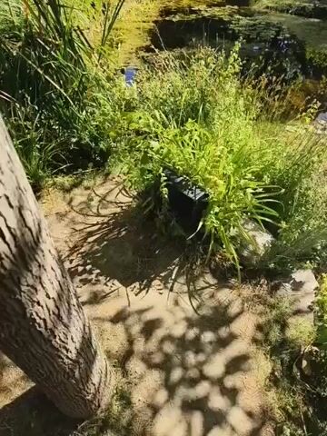 The video shows a naturalistic outdoor scene, possibly a garden or park, with a small pond or body of water in the center. Lush green vegetation, including tall grasses and other plants, surrounds the water. Lily pads are visible on the surface of the water. The water itself appears somewhat murky or algae-covered. The foreground is partially shaded by dappled sunlight, with a tree trunk visible on the left. In the background, more trees and foliage create a dense green canopy. There are some decorative items, possibly tassels or ornaments, hanging from branches in the upper part of the frame. The overall impression is one of a serene, natural environment.