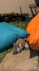 Pet rabbit spotted in North Kuta backyard setting
