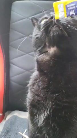 A black cat is sitting on a dark gray chair with red trim. The cat is looking up and licking something from a yellow and pink tube. The label on the tube reads "TAURINE."