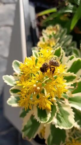 A close-up video captures a bee actively foraging on a cluster of small yellow flowers. The bee is positioned in the center of the frame, its body clearly visible as it interacts with the blossoms. The flowers themselves are a vibrant yellow with numerous tiny petals, surrounded by variegated green and white leaves. The background is softly blurred, suggesting a shallow depth of field, and hints at an outdoor environment with hints of sunlight and possibly other foliage. The focus is entirely on the bee and its interaction with the flowers.