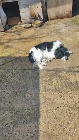 The video shows a medium-sized black and white dog lying on a weathered concrete slab outdoors. The dog is chained. There's a wooden dog house with a dirt floor visible in the background, along with two empty dog bowls. The scene is bathed in sunlight, casting a shadow beside the concrete slab where the dog is lying. The surrounding ground appears to be a mix of dirt and concrete. The camera pans slowly to keep the dog in view.