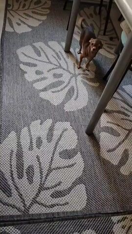 A small brown dog is standing on a gray rug with a monstera leaf pattern. The dog looks towards the right and then sniffs the rug. The dog then turns its head back towards the viewer and the speaker asks the dog to come.