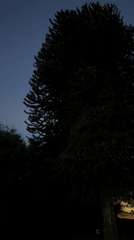 Conifer tree filmed against dark sky in Coquitlam