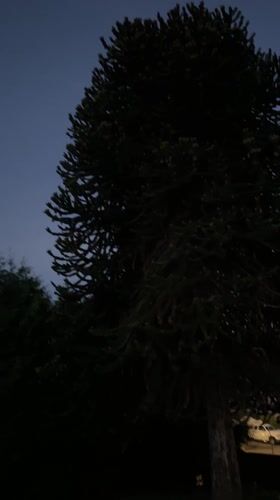 Conifer tree filmed against dark sky in Coquitlam
