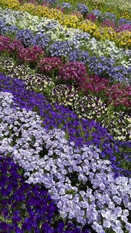 The video displays a vibrant, well-maintained flower garden. It opens with a close-up of various small flowers arranged in neat rows, featuring shades of deep purple, light purple, white, yellow, and different hues of pink and magenta. A person's hand briefly appears in the frame. The camera then pulls back to reveal a wider landscape. The colorful flower beds are in the foreground, followed by a band of tall, dry reeds. Behind the reeds, a tranquil lake is visible, and in the distant background, the majestic, snow-capped peak of Mount Fuji stands prominently under a partly cloudy sky. A metal barrier or fence structure can be seen between the flowers and the reeds. The scene takes place during the daytime, with bright natural light. A person's voice is heard speaking briefly. There is no visible text.