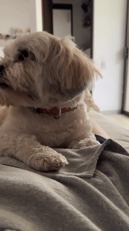 Small white dog petted on lap in Mexico City